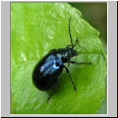 Agelastica alni - Blattkaefer 01.jpg